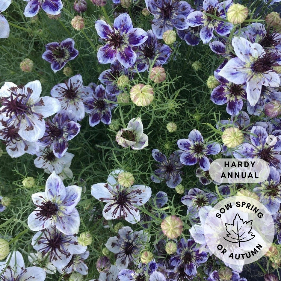 Nigella 'Delft Blue'