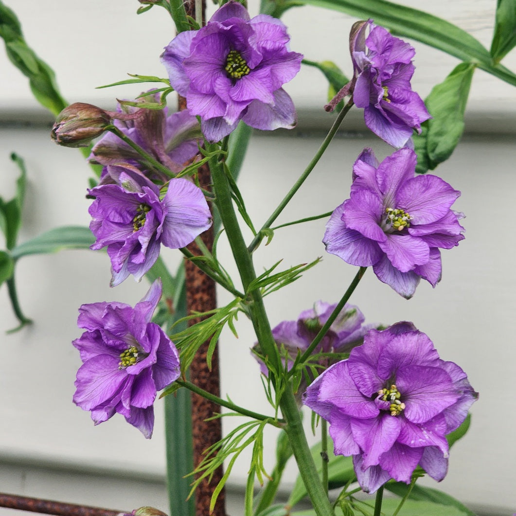 Larkspur 'Lilac'