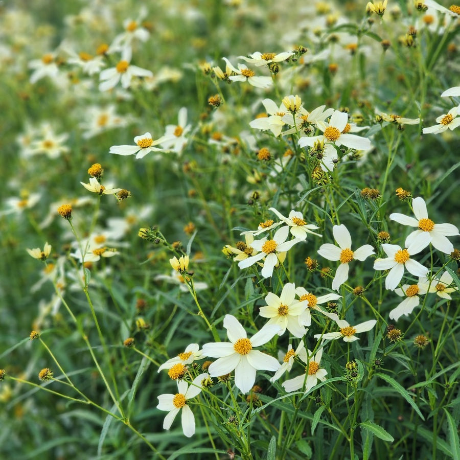 bidens plant Bidens Plant (bare rooted) – Susie Ripley Gardening