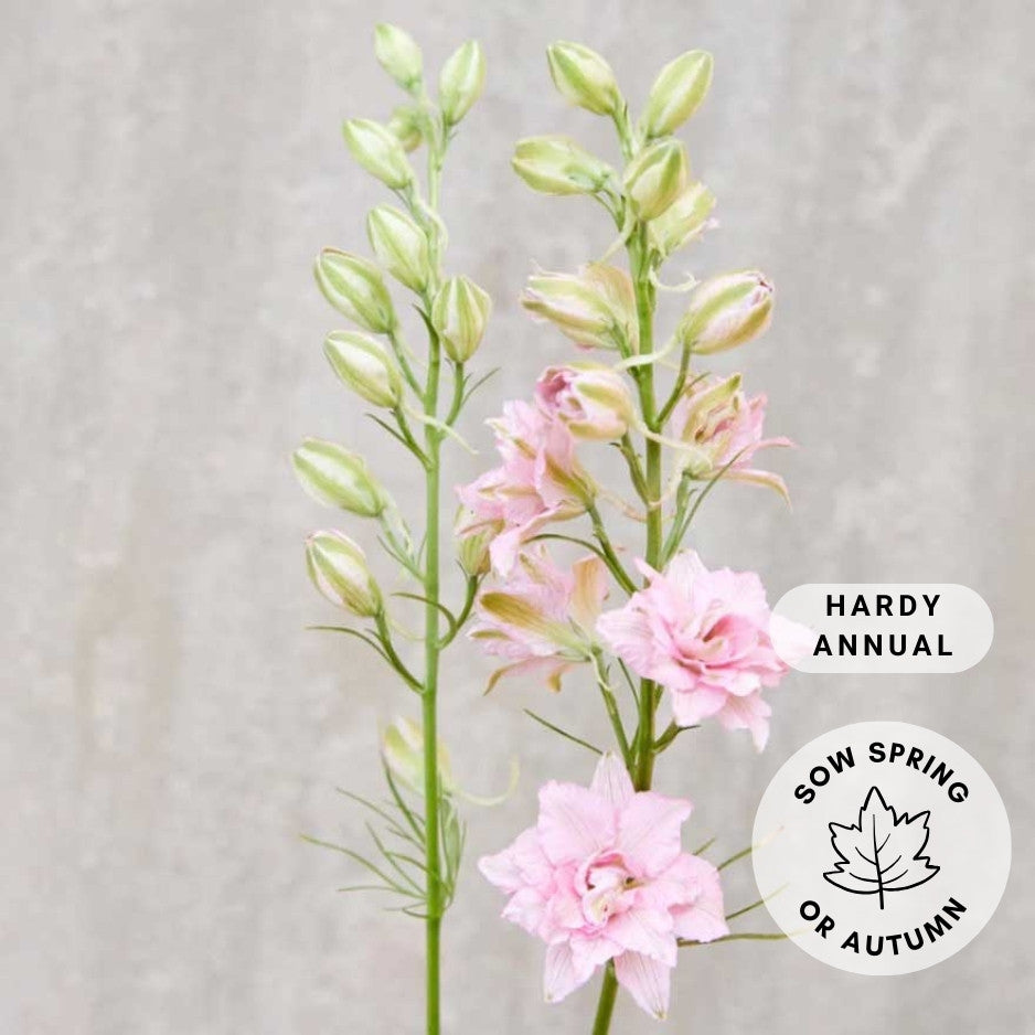 Larkspur 'Light Pink'