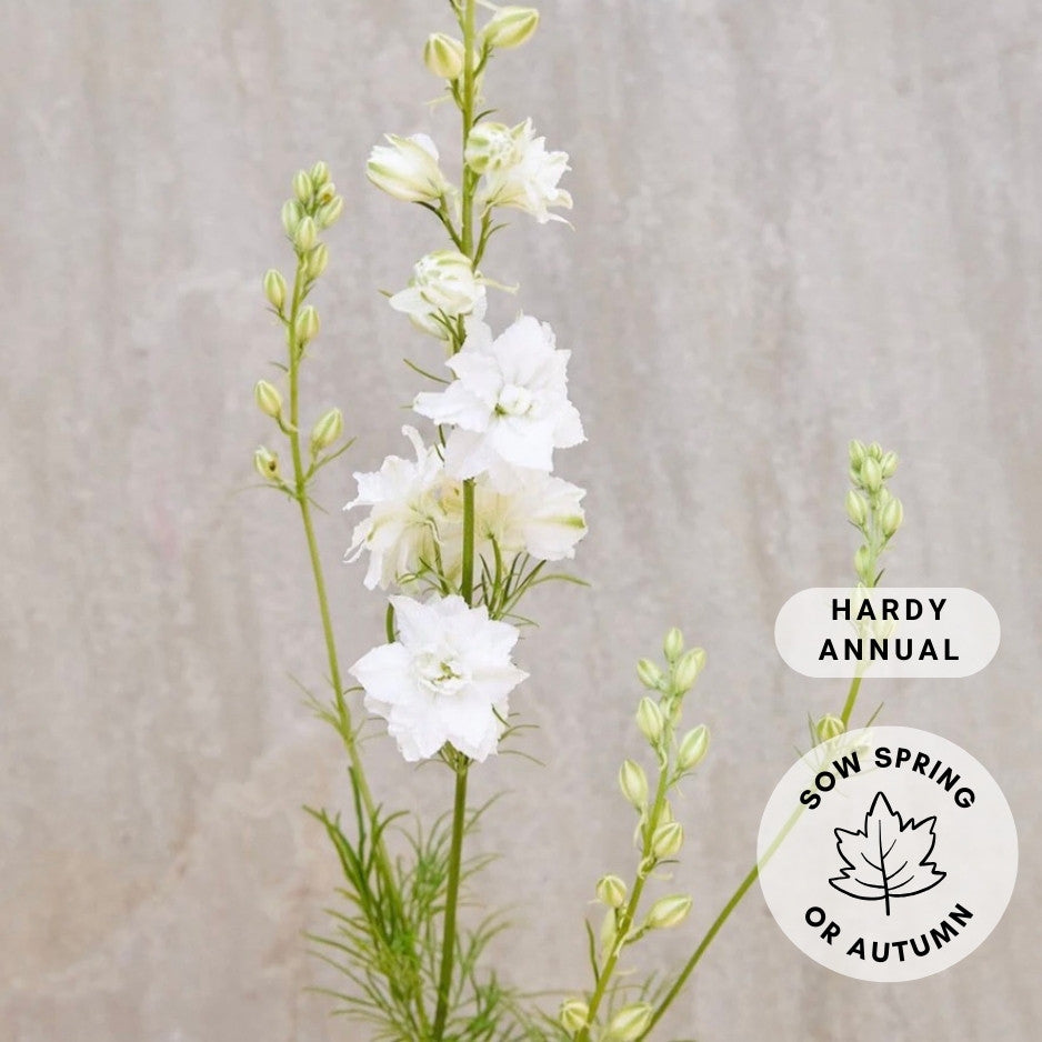 Larkspur 'Double White'