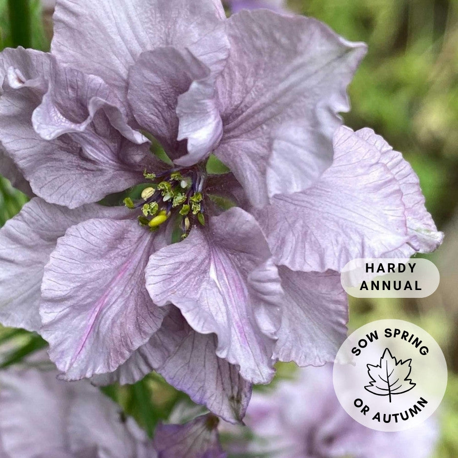 larkspur misty lavender seeds Larkspur 'Misty Lavender' – Susie Ripley Gardening