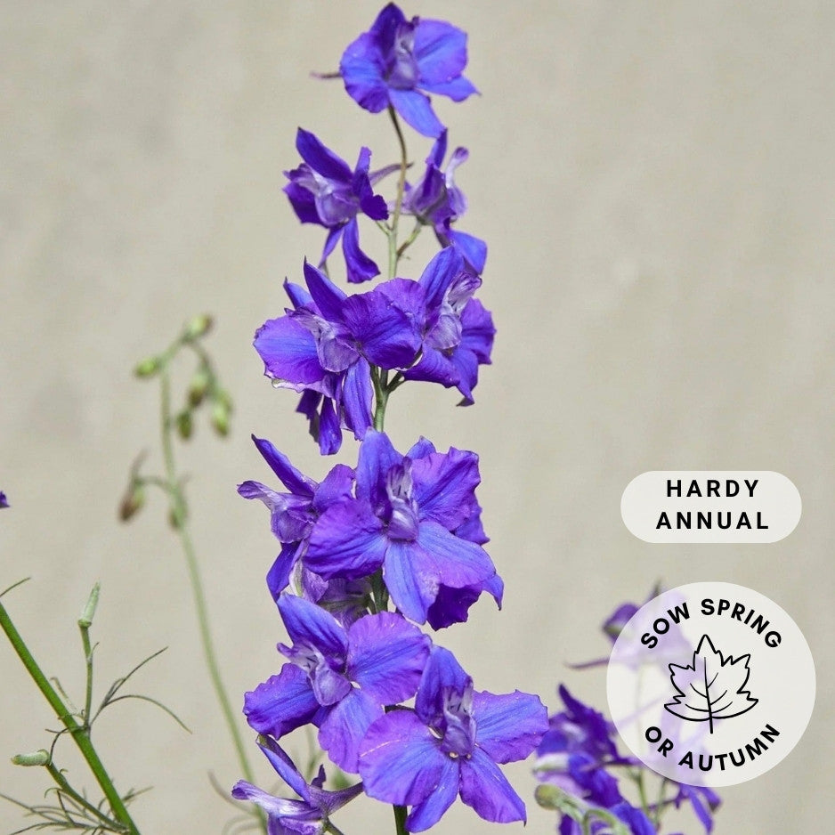 Larkspur 'QIS Dark Blue'