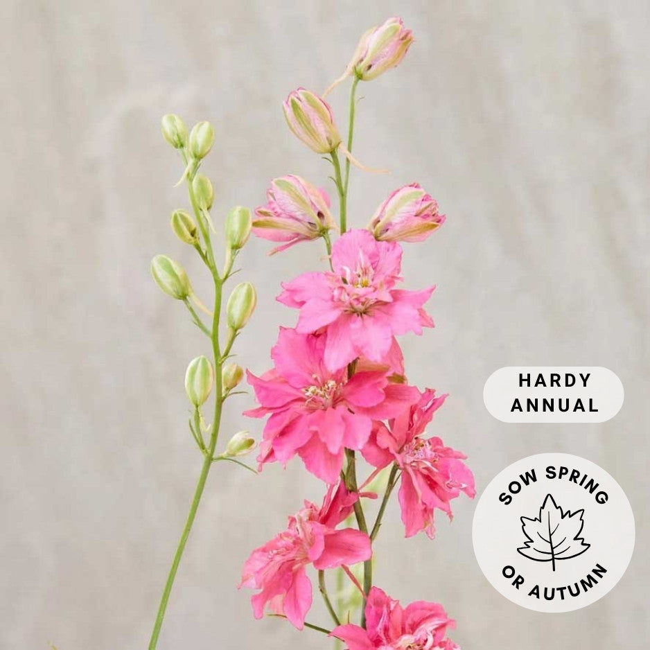 Larkspur 'Salmon Beauty'