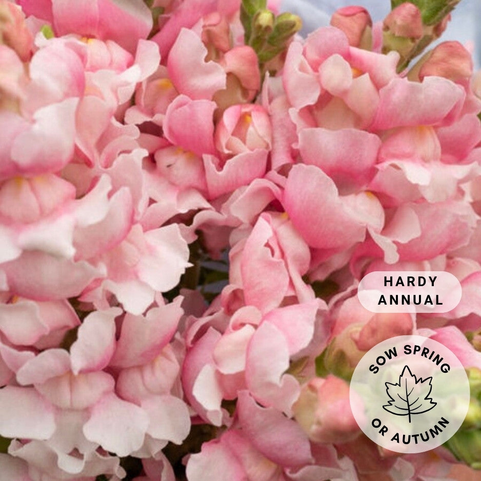 Snapdragon 'Bridal Pink'