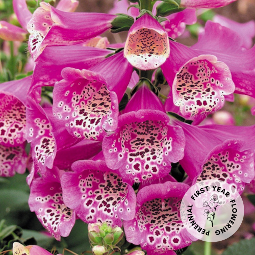 Foxglove 'Foxybee Dark Pink'