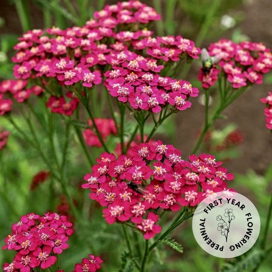 Achillea millefolium 'Cassis' Seeds – Susie Ripley Gardening