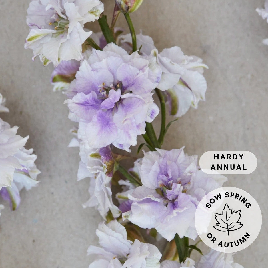 Larkspur 'Smokey Eyes'