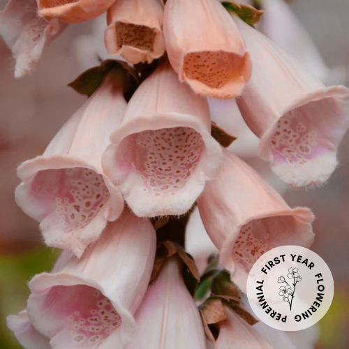 Foxglove 'Foxybee Apricot'