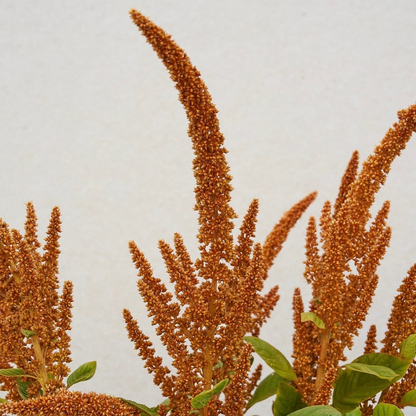 Amaranthus 'Hot Biscuits'