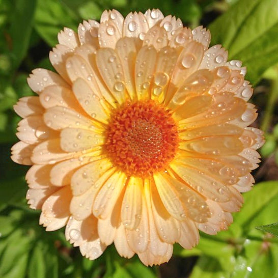 Calendula ‘Pacific Apricot Beauty’ – Susie Ripley Gardening