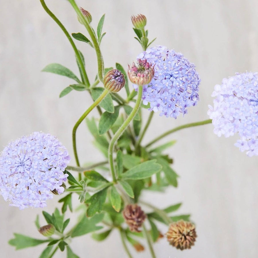 Didiscus 'Lacy Lavender Blue'