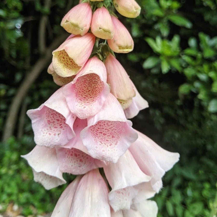 Foxglove 'Apricot Beauty'