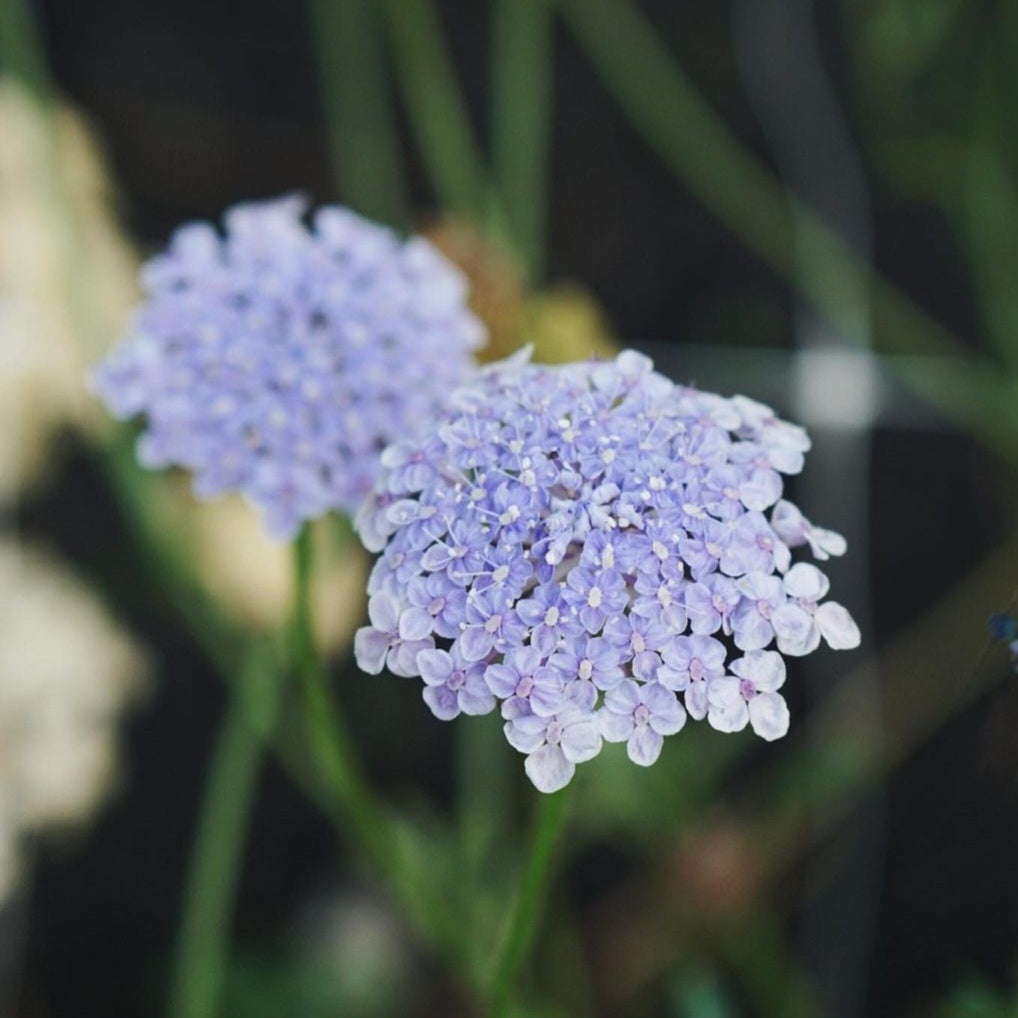 Blue Lavender Lagurus Flowers – FlowerFantaSee
