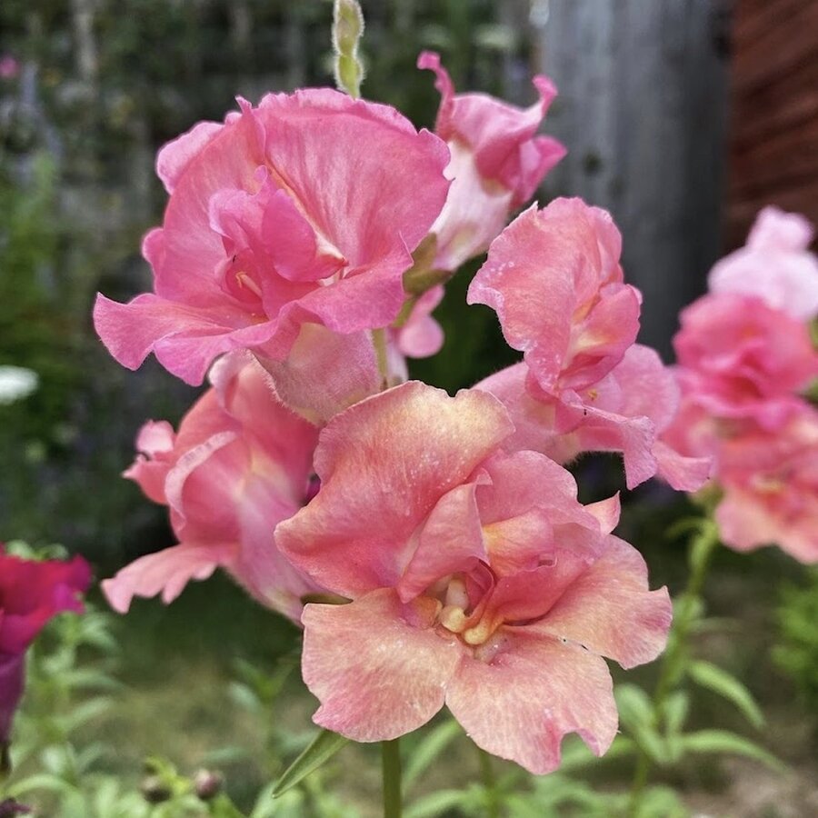 Snapdragon 'Madame Butterfly Cherry Bronze’