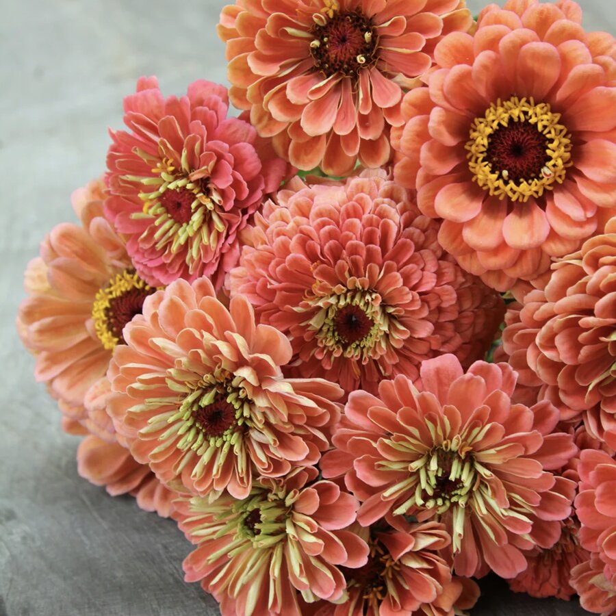 Zinnia 'Giant Salmon Rose'
