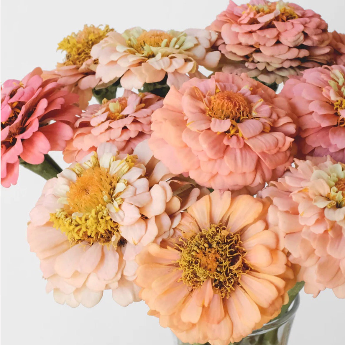 Zinnia 'Oklahoma Salmon'