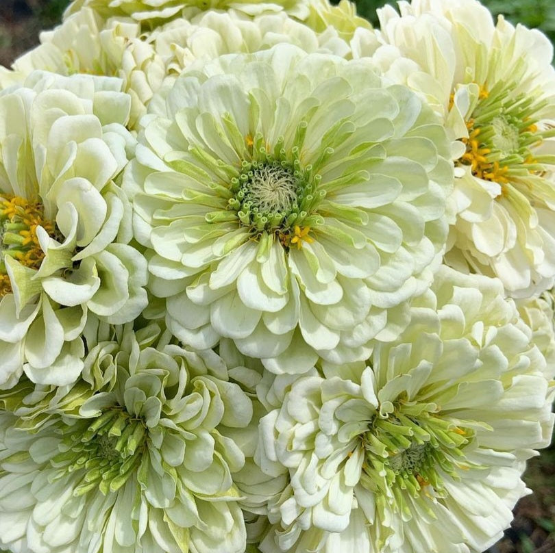 Zinnia 'Giant White'