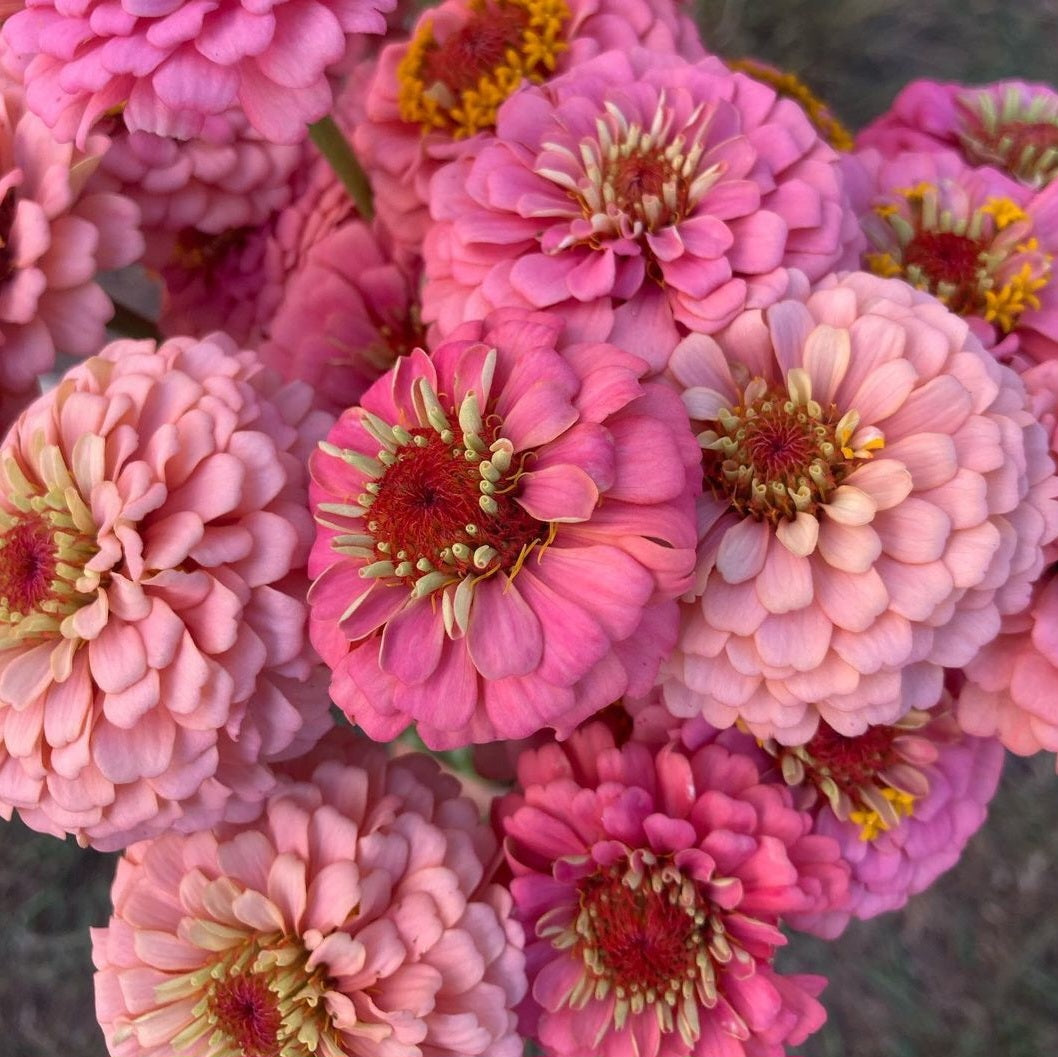 Zinnia 'Oklahoma Pink'