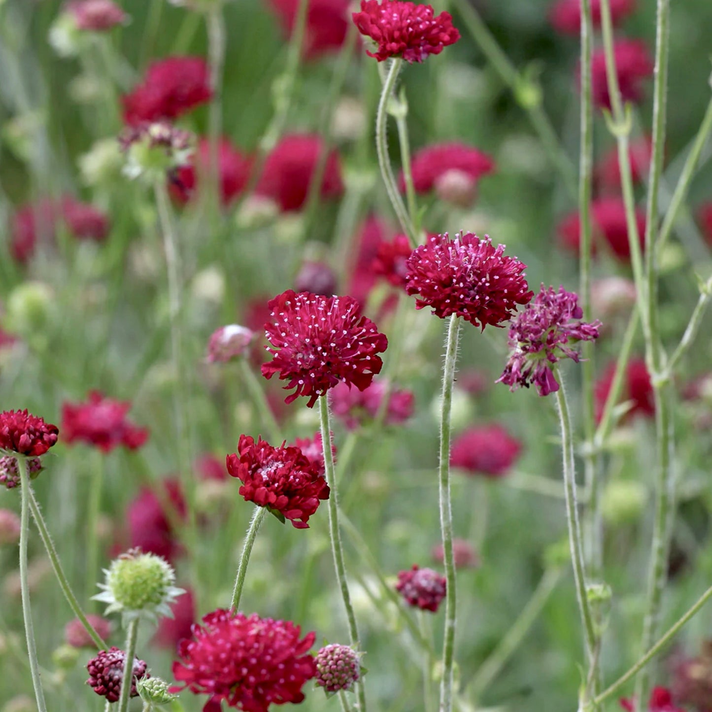 Knautia macedonica 'Mars Midget'