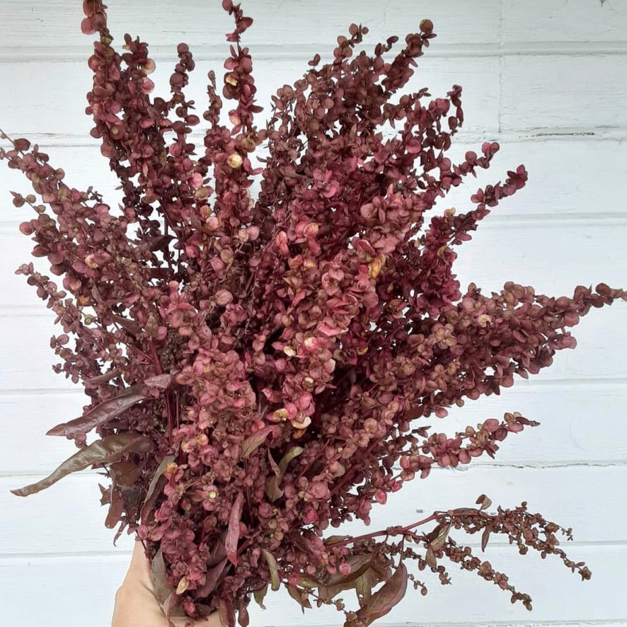 Orach 'Copper Plume'