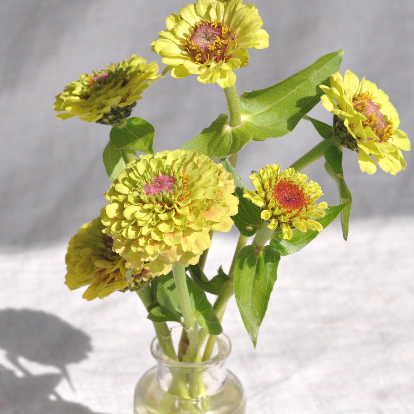 Zinnia 'Queen Lime Blush'