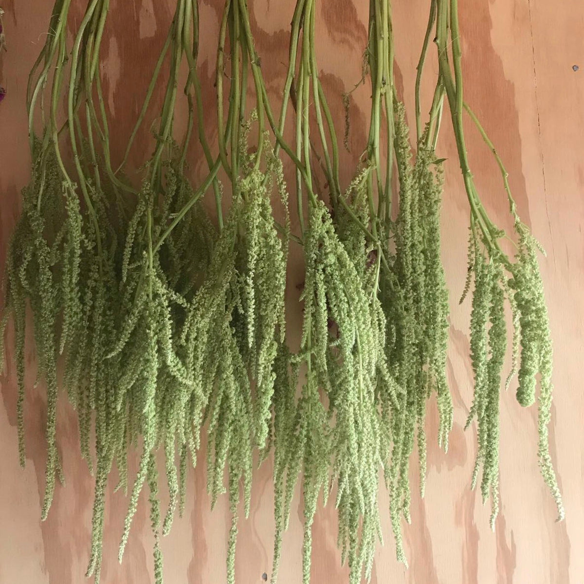 Amaranthus 'Emerald Tassels' Susie Ripley Gardening