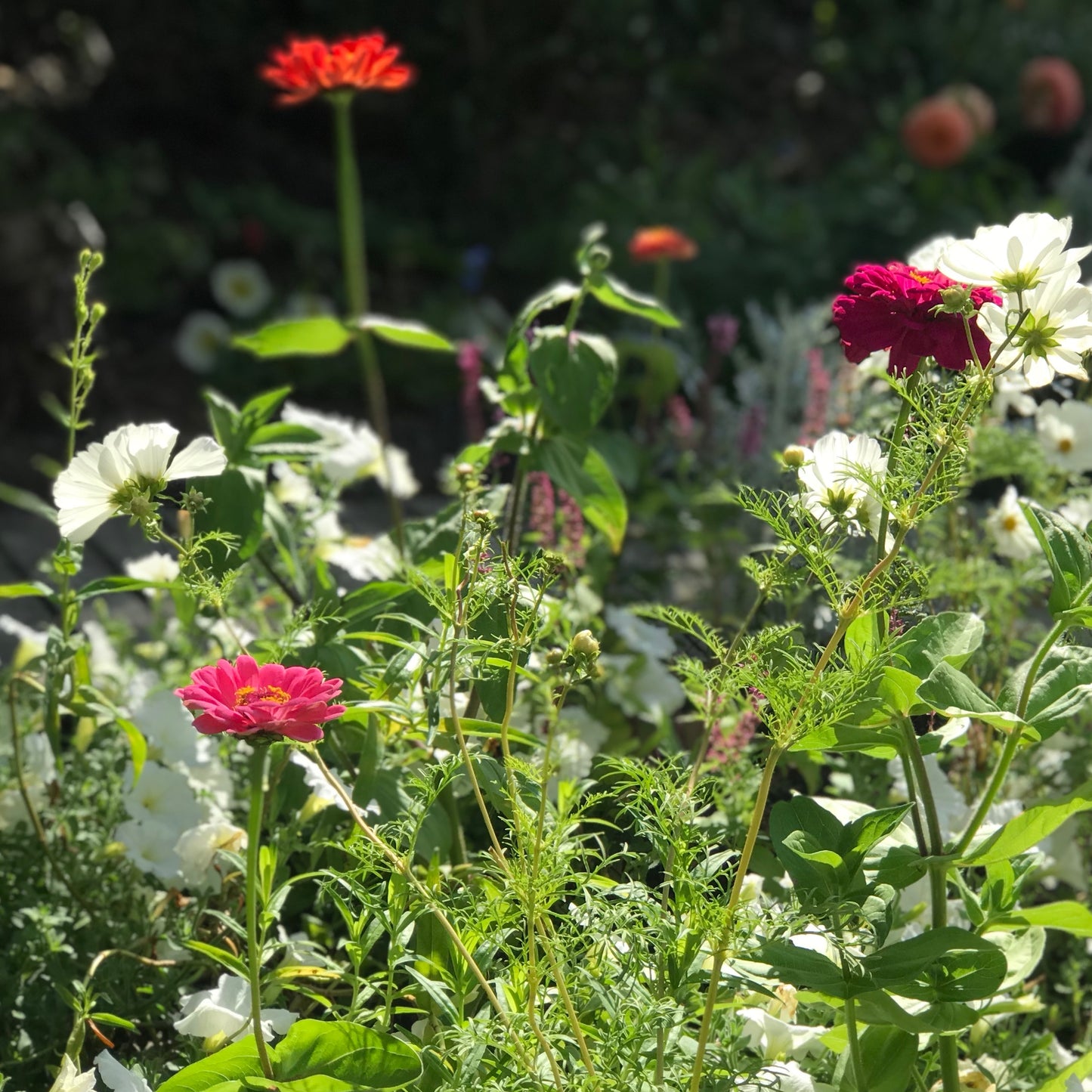 Zinnia 'Giant Orange'
