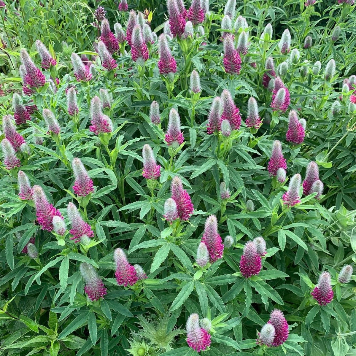 Trifolium rubens – Susie Ripley Gardening