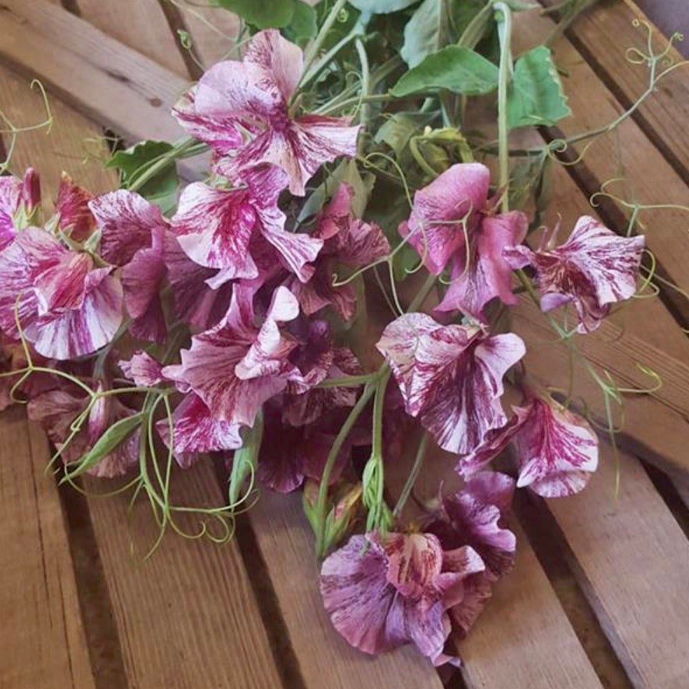 Sweet Pea ‘Streamers Chocolate’ Susie Ripley Gardening