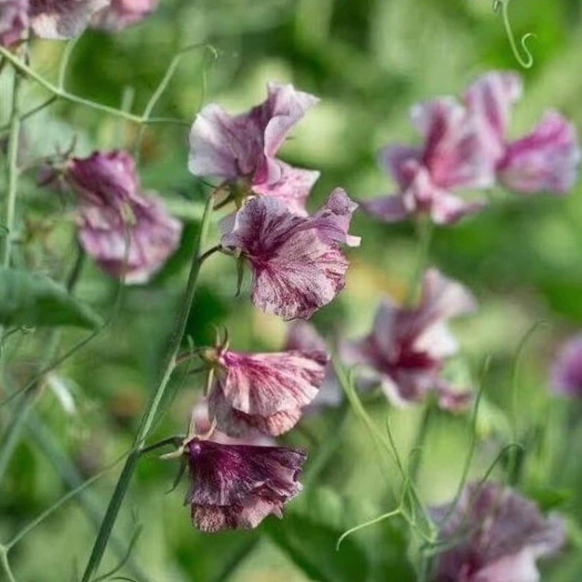 Sweet Pea ‘Streamers Chocolate’ Susie Ripley Gardening