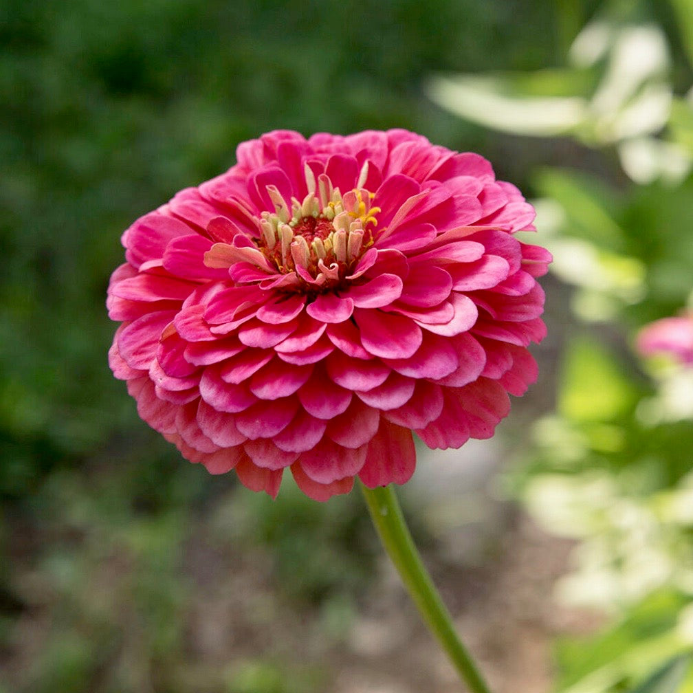 Zinnia 'Giant Carmine Rose'