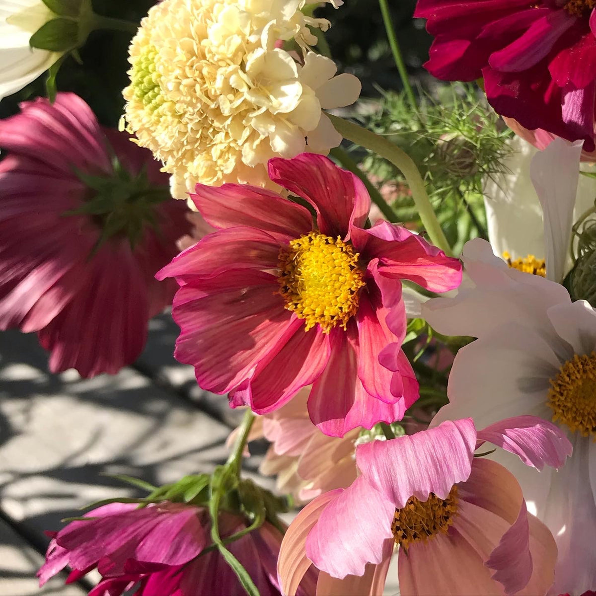 Cosmos 'Xsenia'