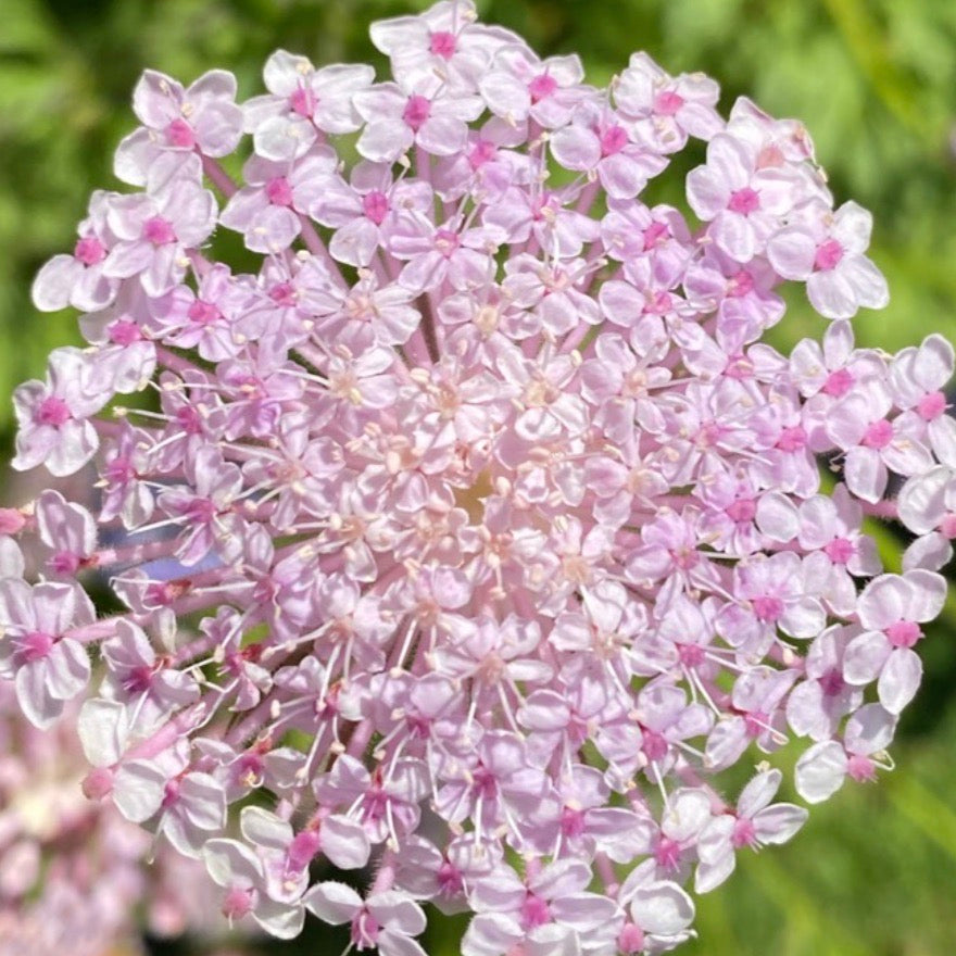 Lace Flower Lacy Pink – Floret Flower Farm