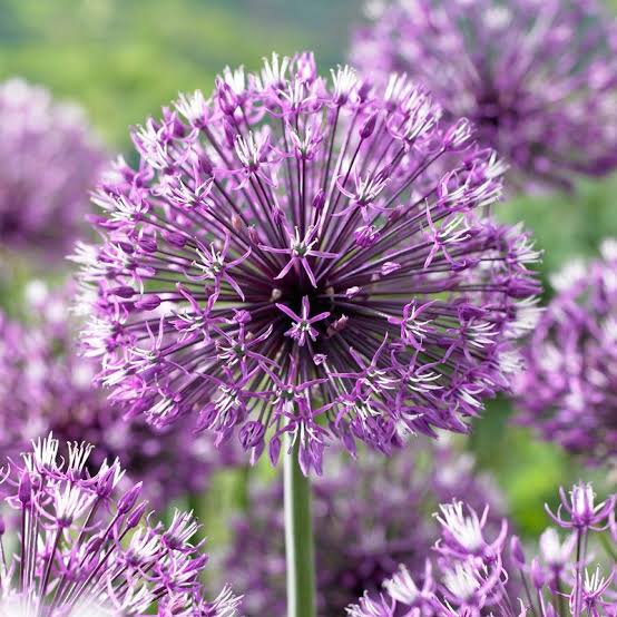 Allium jesdianum