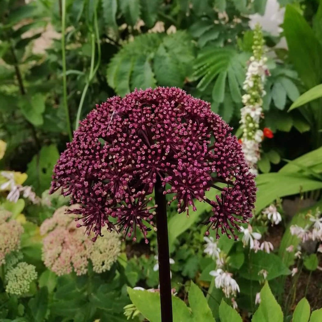 Angelica gigas – Susie Ripley Gardening