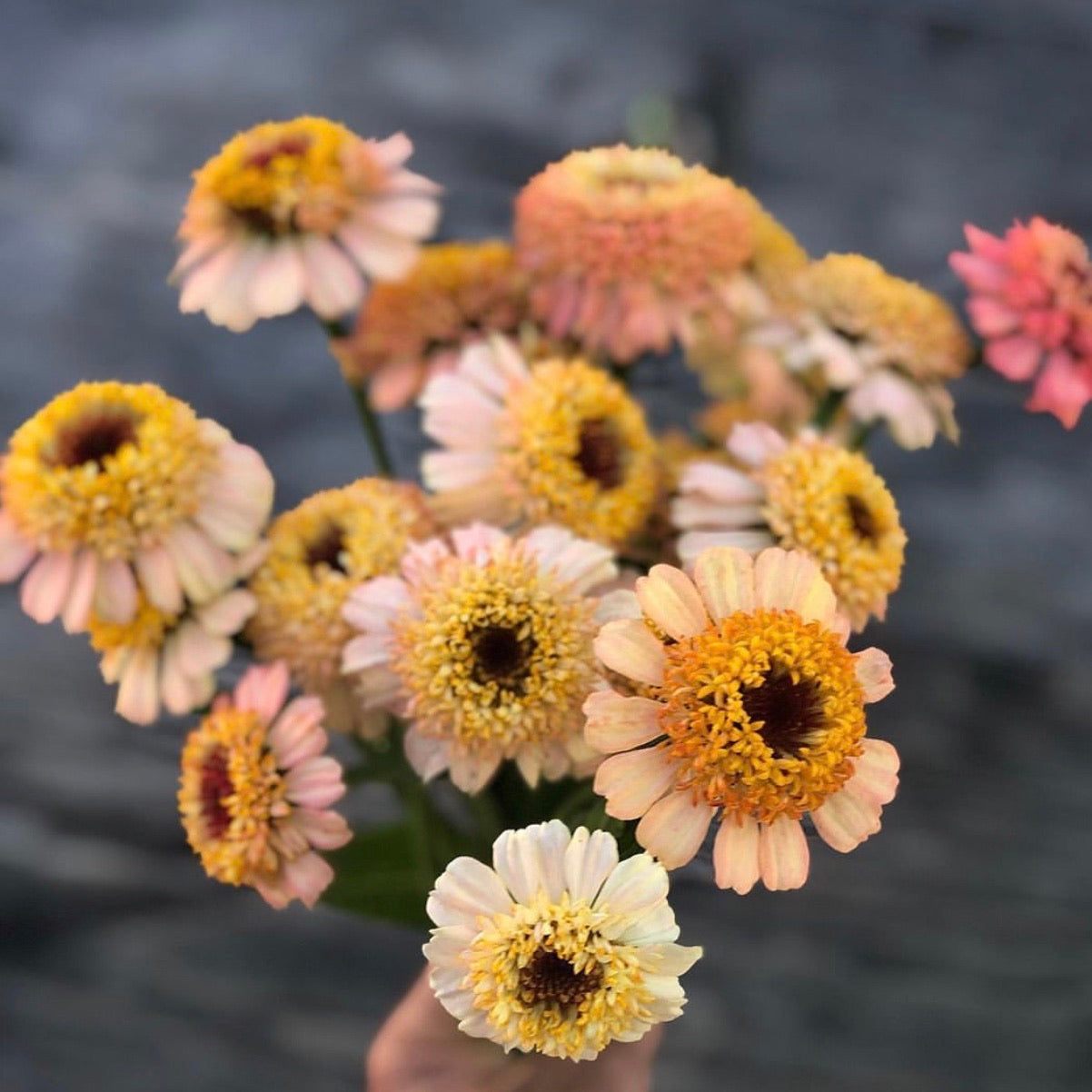 Zinnia 'Zinderella Peach'