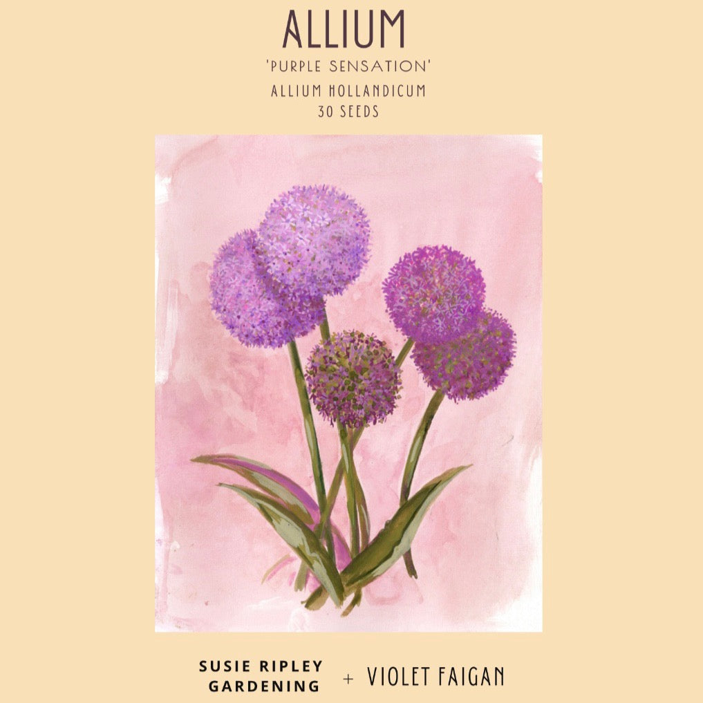 Allium hollandicum 'Purple Sensation'