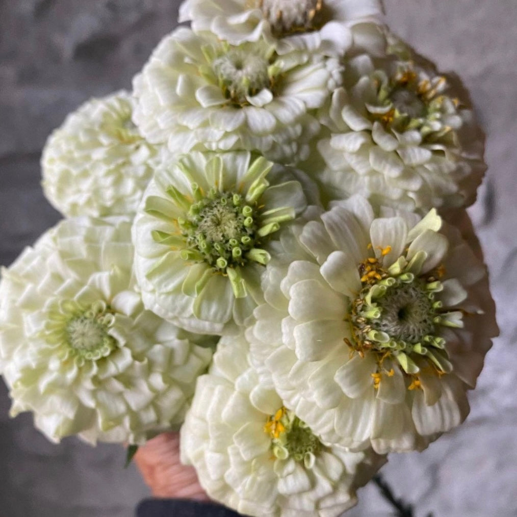 Zinnia 'Oklahoma White’