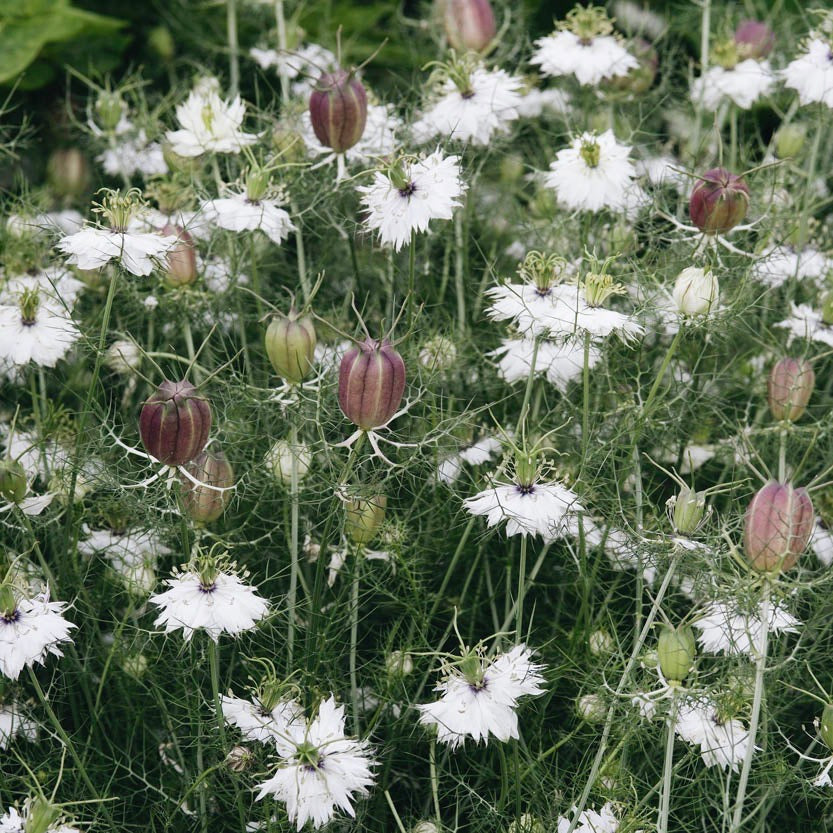 Nigella 'Albion Black Pod'