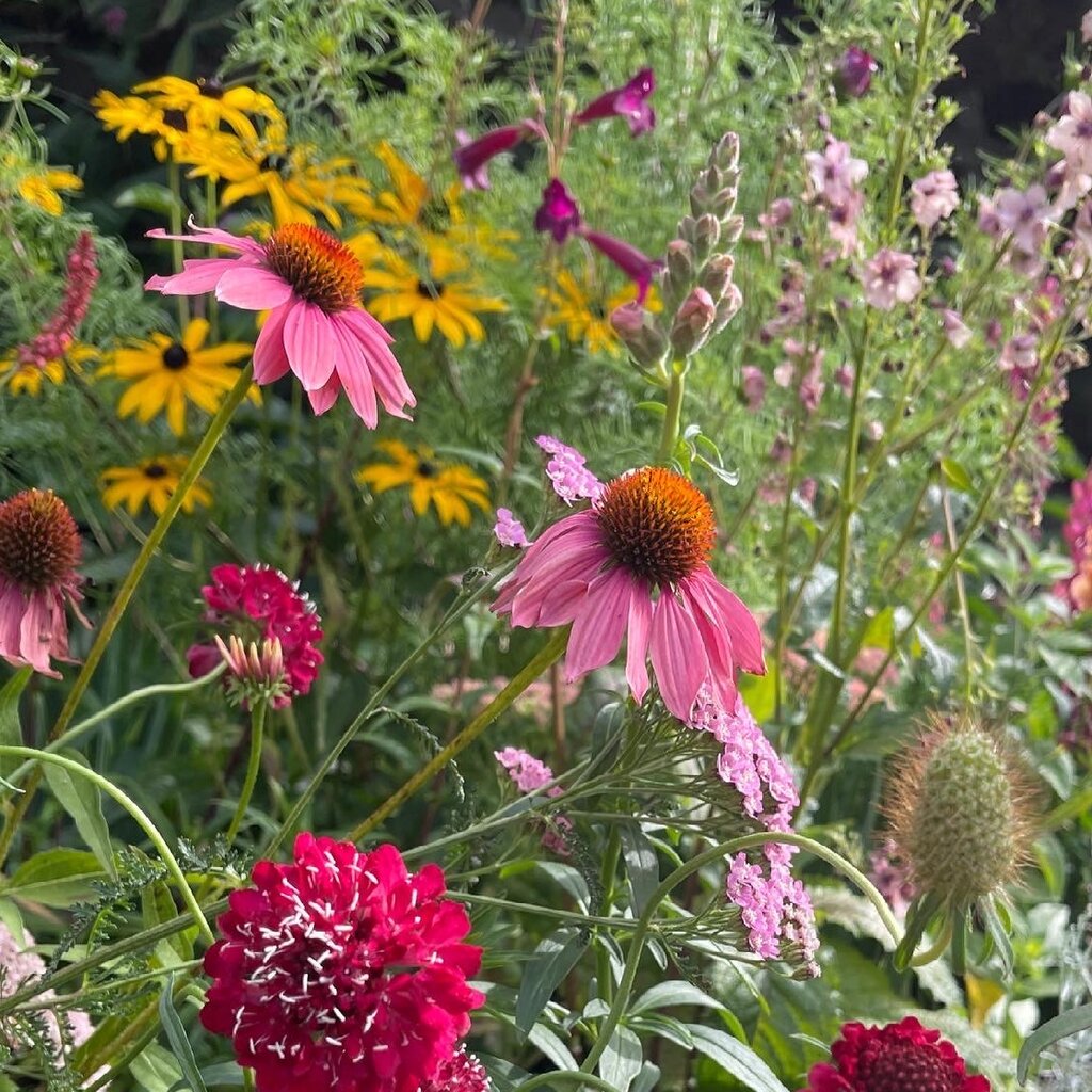 Dara 'Chocolate Lace Flower' – Susie Ripley Gardening