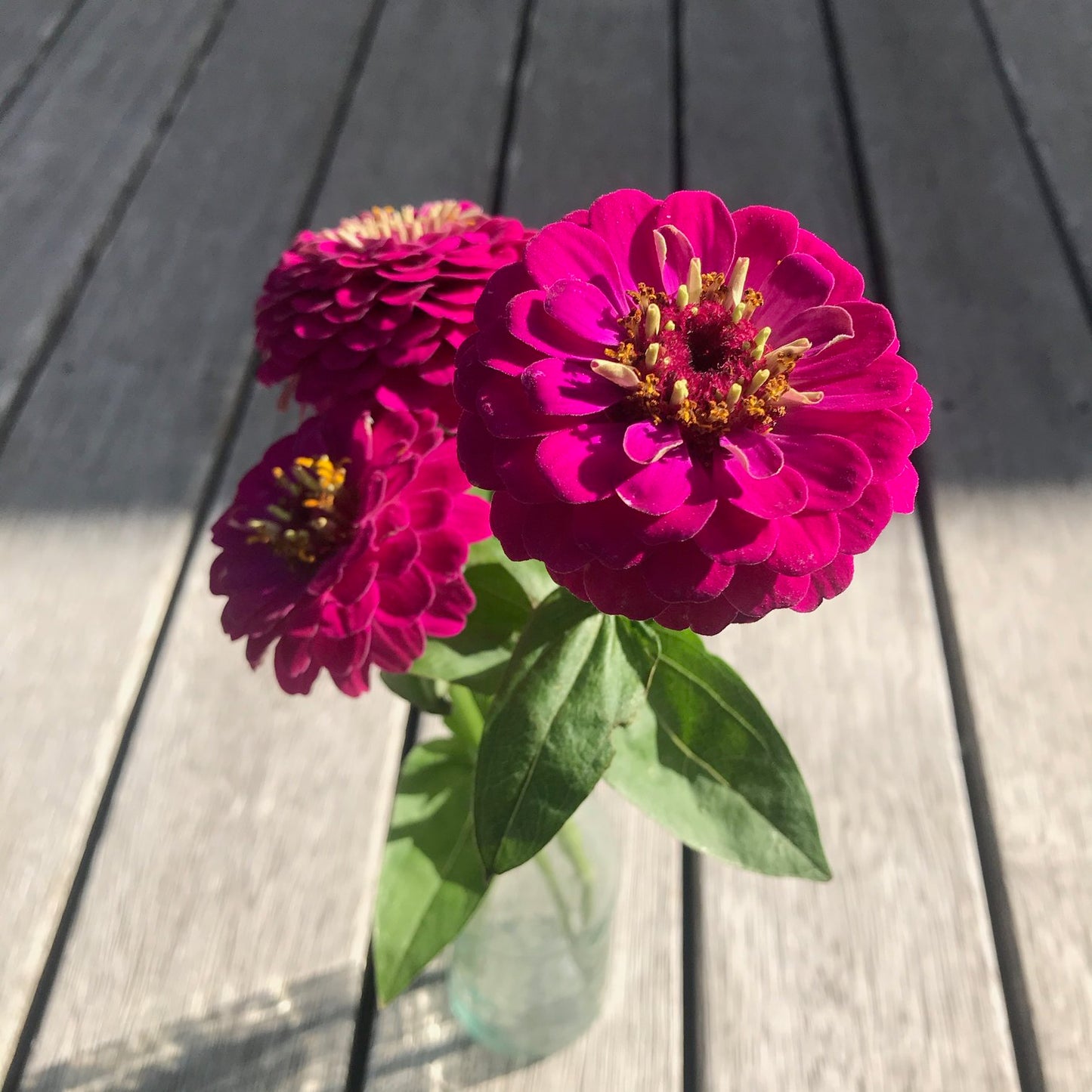 Zinnia 'Giant Wine'