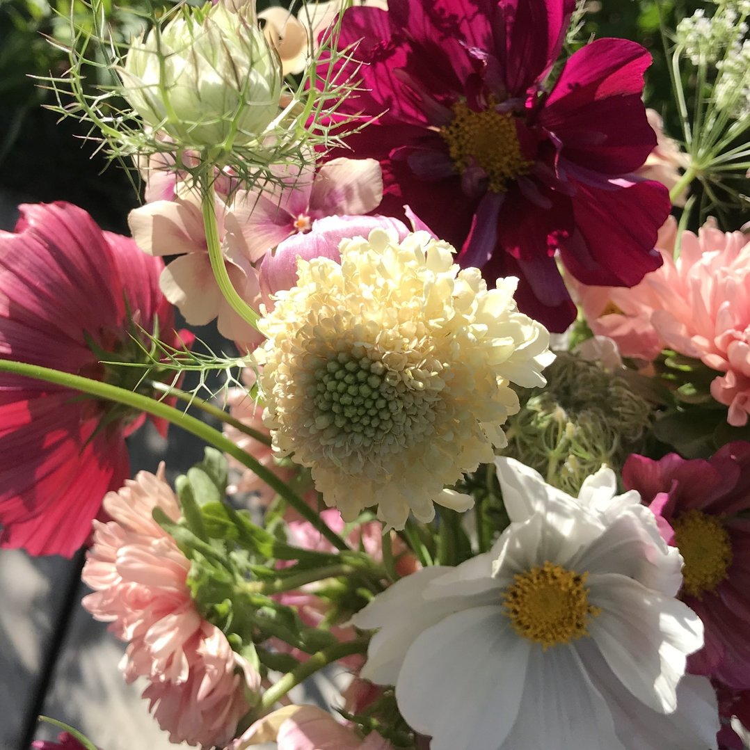 Scabiosa 'Fata Morgana'