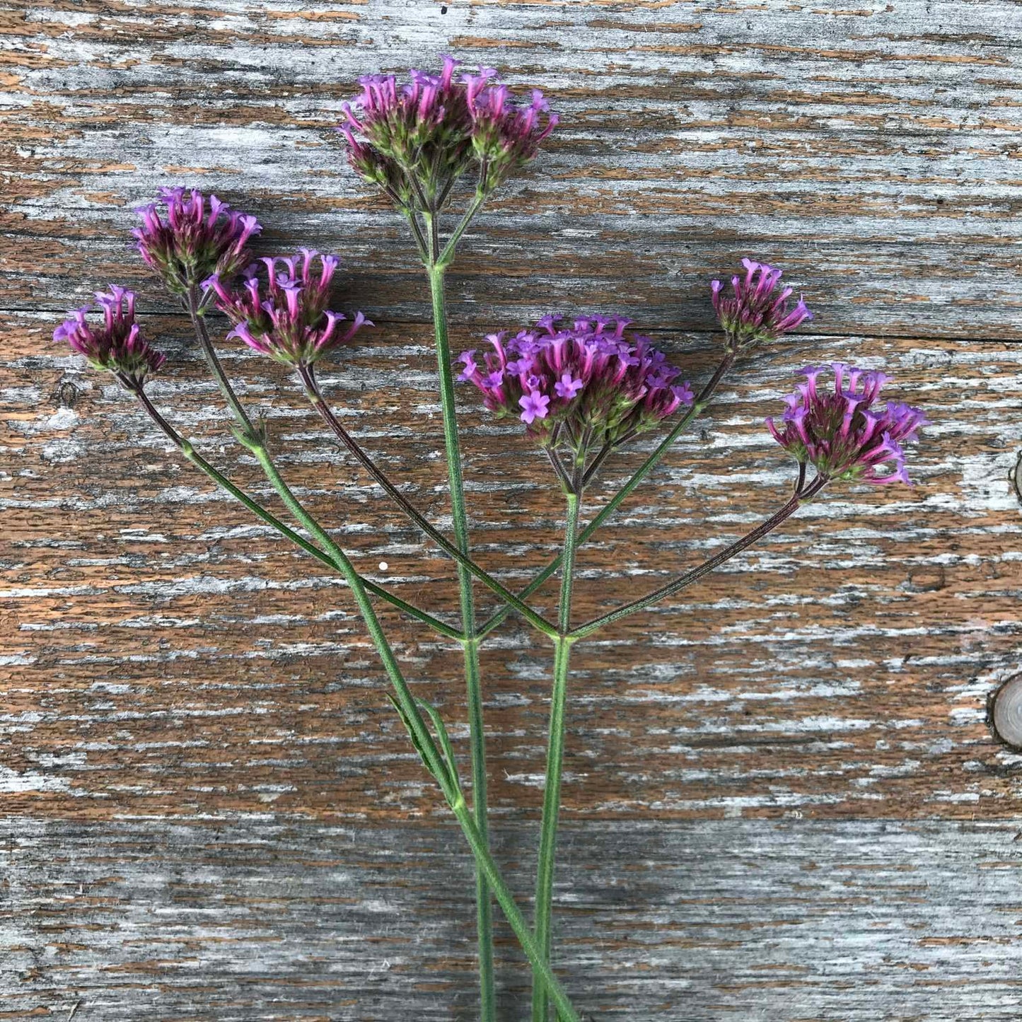Verbena bonariensis 'Tall Verbena'