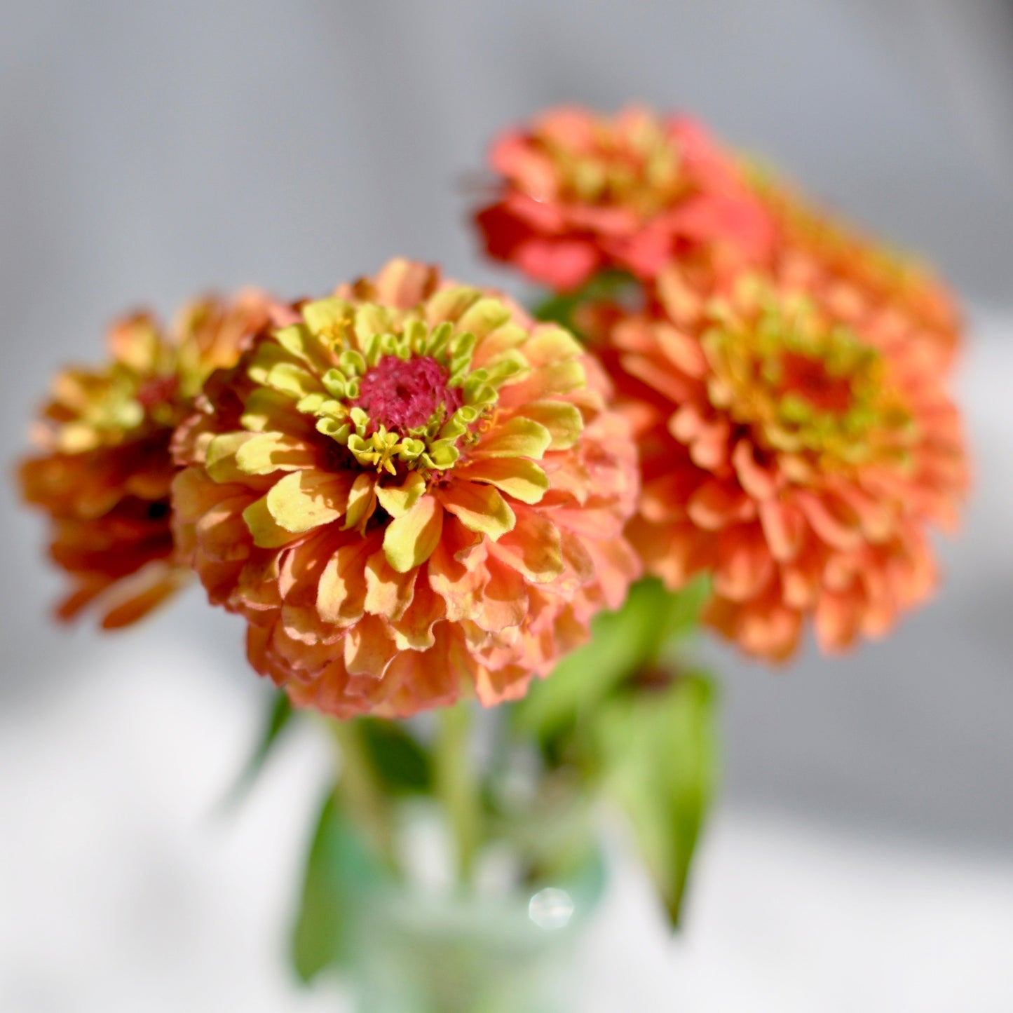Zinnia 'Queen Lime Orange'
