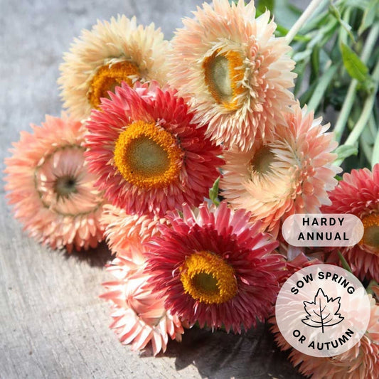 Strawflower 'Apricot and Peach Mix’