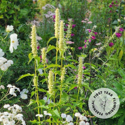 Agastache rugosa f. albiflora