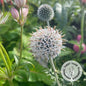 Echinops bannaticus 'Star Frost'