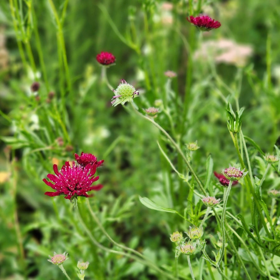 Knautia macedonica