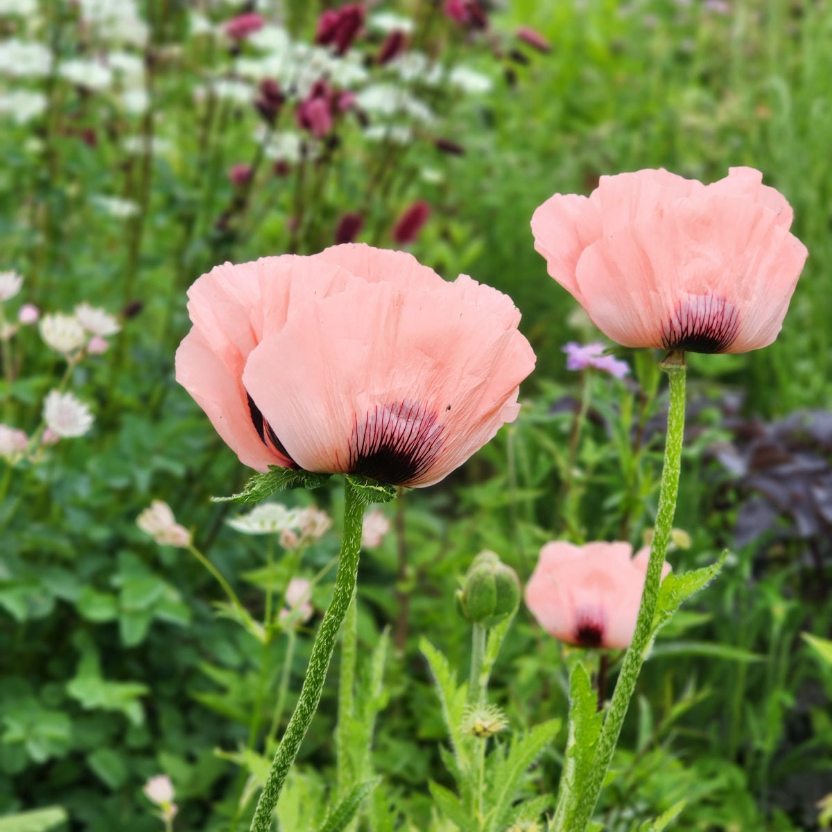 Poppy 'Coral Reef'